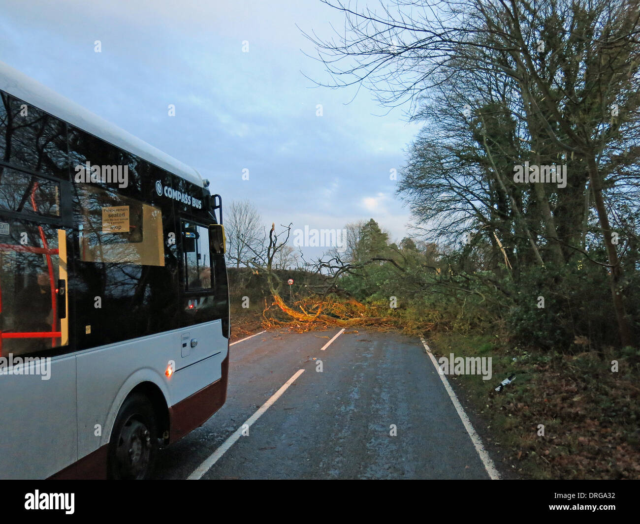 Dunsfold, Surrey. 25th Jan, 2014. A fallen tree lies across the B2130 road between Dunsfold and Cranleigh in Surrey. Gusts of wind up to 55mph caused travel disruption across the region today. Credit:  james jagger/Alamy Live News Stock Photo