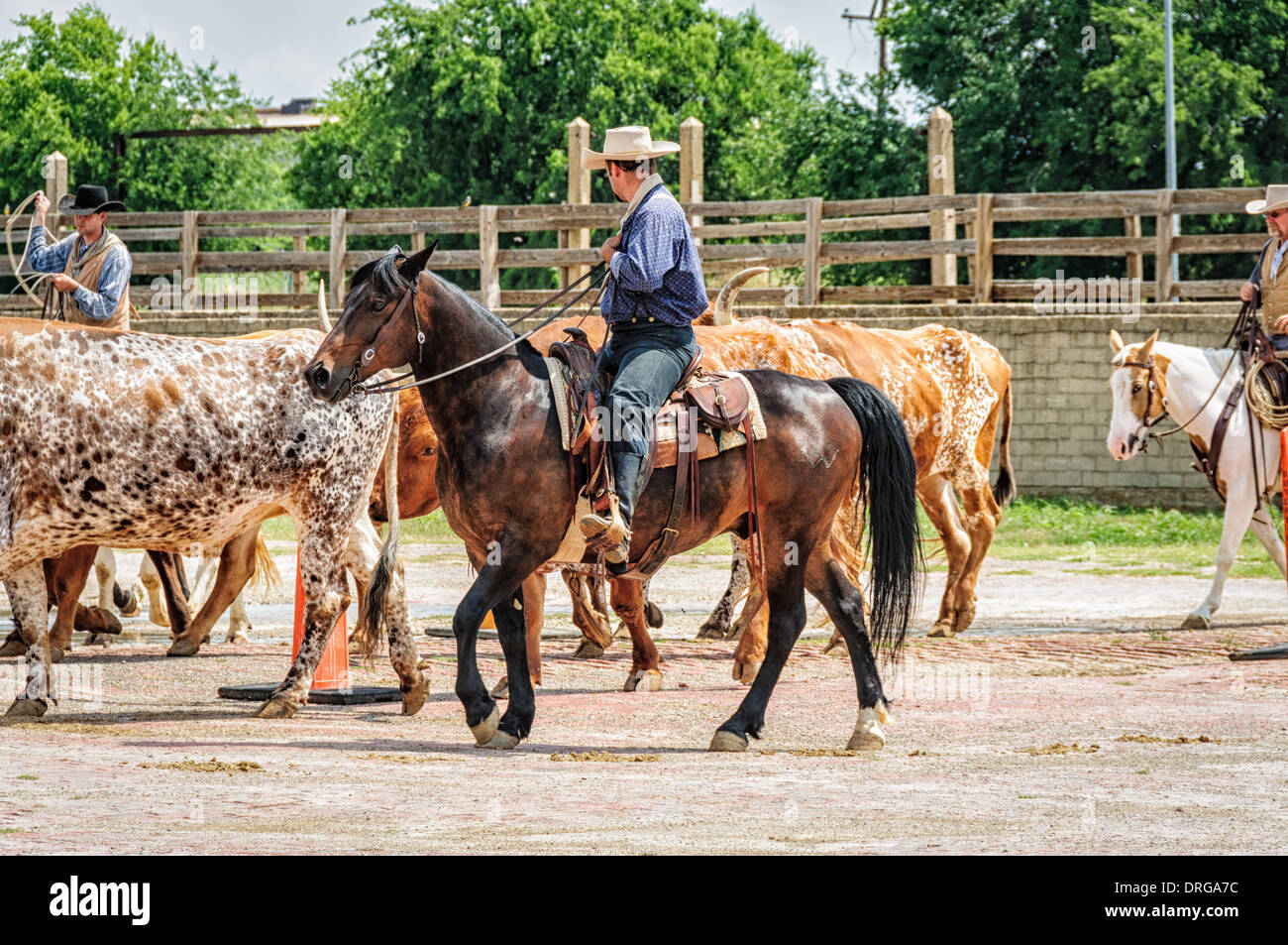 Cattle drive, Stockyards Historic District, Fort Worth, Texas Stock