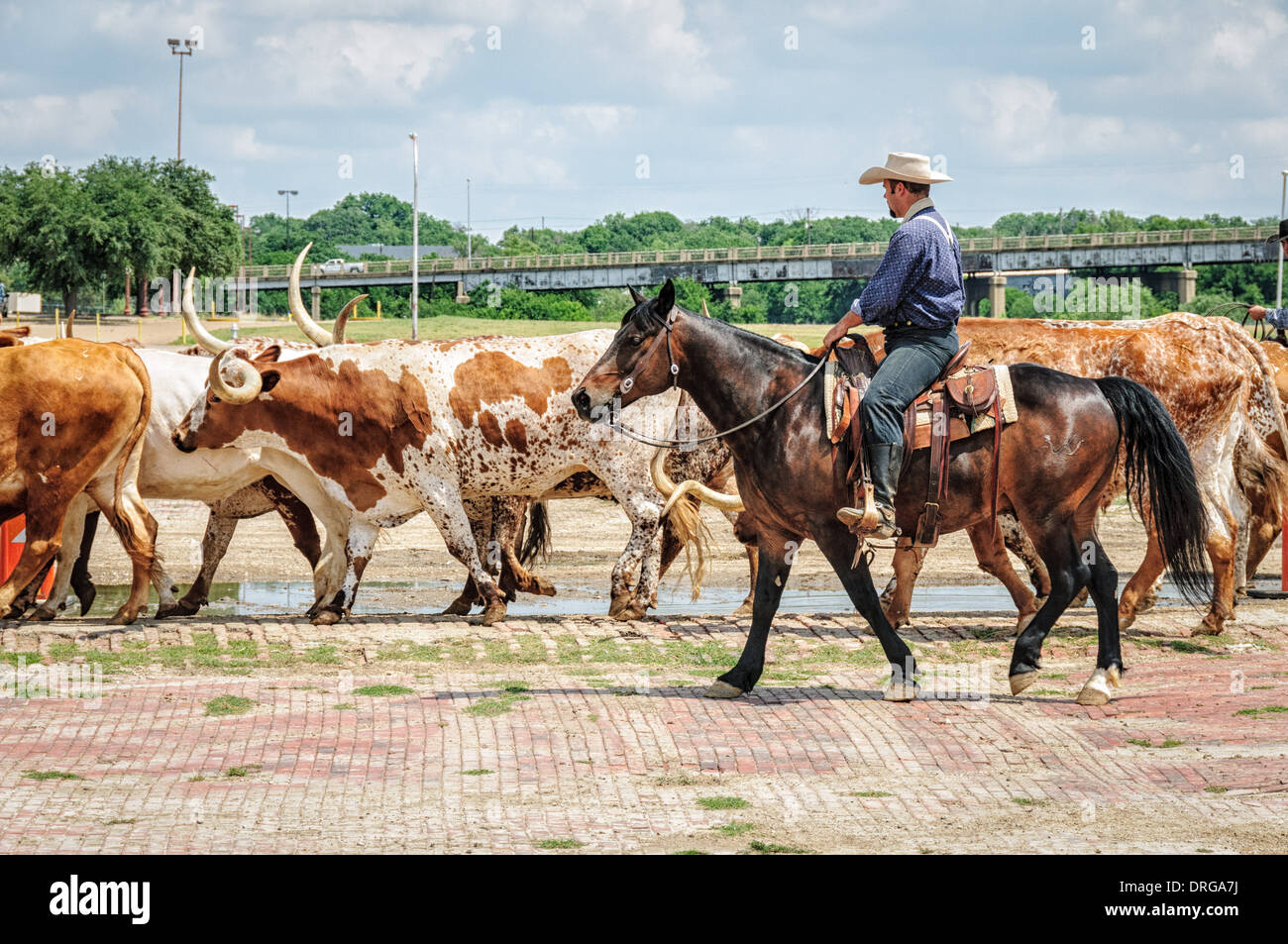 Cattle drive, Stockyards Historic District, Fort Worth, Texas Stock Photo