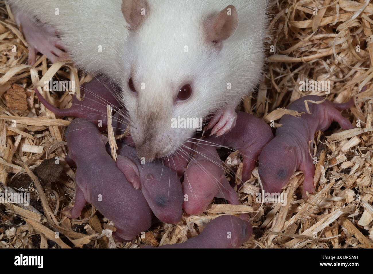 Albino White Domesticated Rat (Rattus norvegicus), and newborn, nidoculous young. Stock Photo