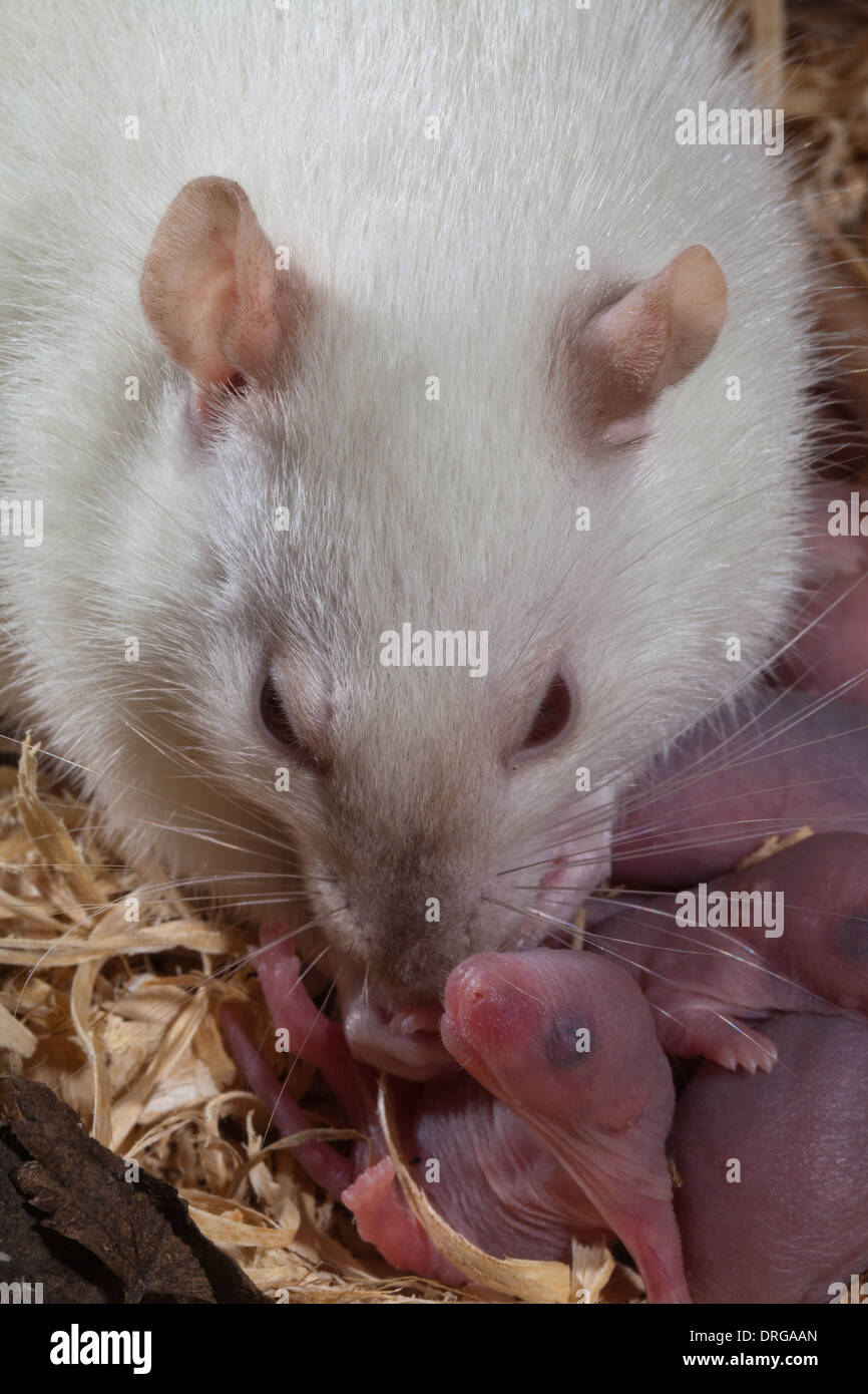 Albino White Domesticated Rat (Rattus norvegicus), Mother cleaning newborn, nidoculous young. Stock Photo