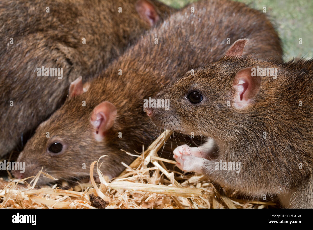 Brown Rats (Rattus norvegicus). Front animal having a break whilst self grooming. Stock Photo