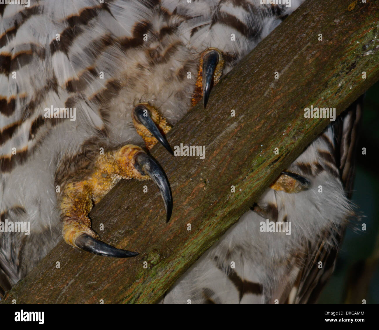 Close up of Powerful Owl talons. Stock Photo