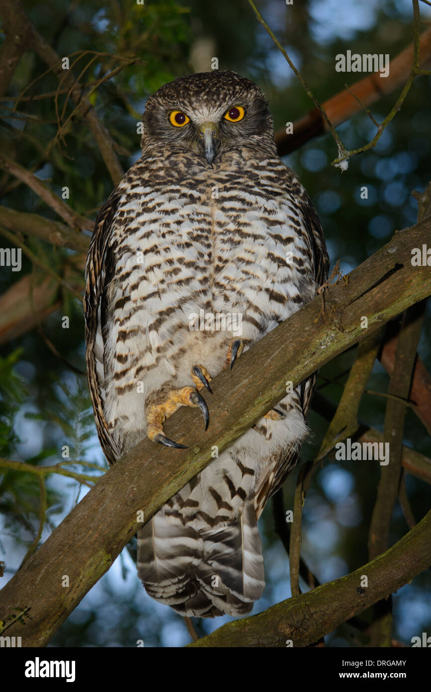 Do Powerful Owls Eat Dogs