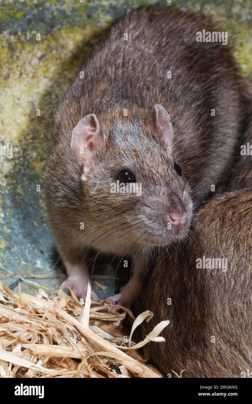Brown Rat (Rattus norvegicus). Stock Photo