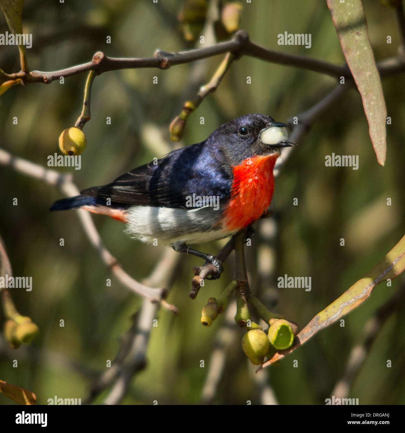 Mistletoe Muncher. Stock Photo