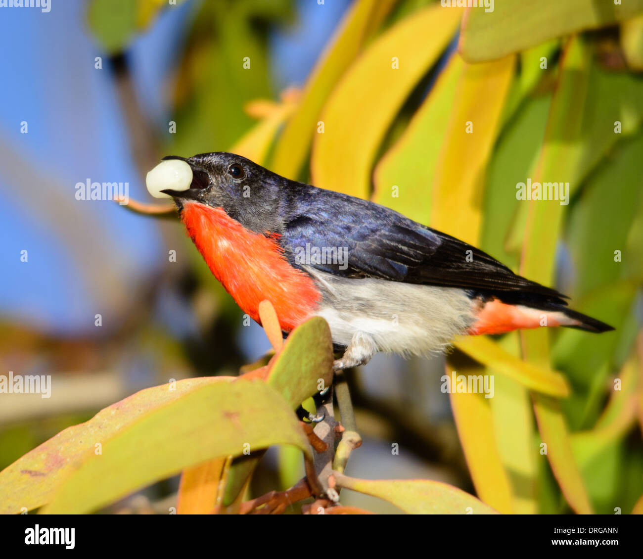 Mistletoebird eating the Mistletoe fruit. Stock Photo