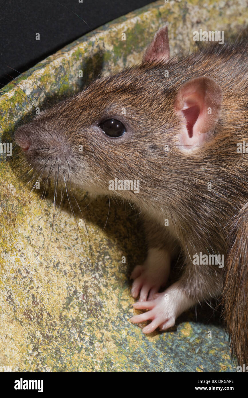 Brown Rat (Rattus norvegicus). Head showing facial features, sense organs, vibrissae, nose, eyes, external ears. Stock Photo