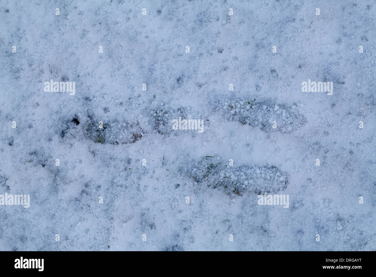 Rabbit (Oryctolagus cuniculus). Footprints made in a light snowfall, followed by a hail fall. Ingham. Norfolk. Winter. Stock Photo