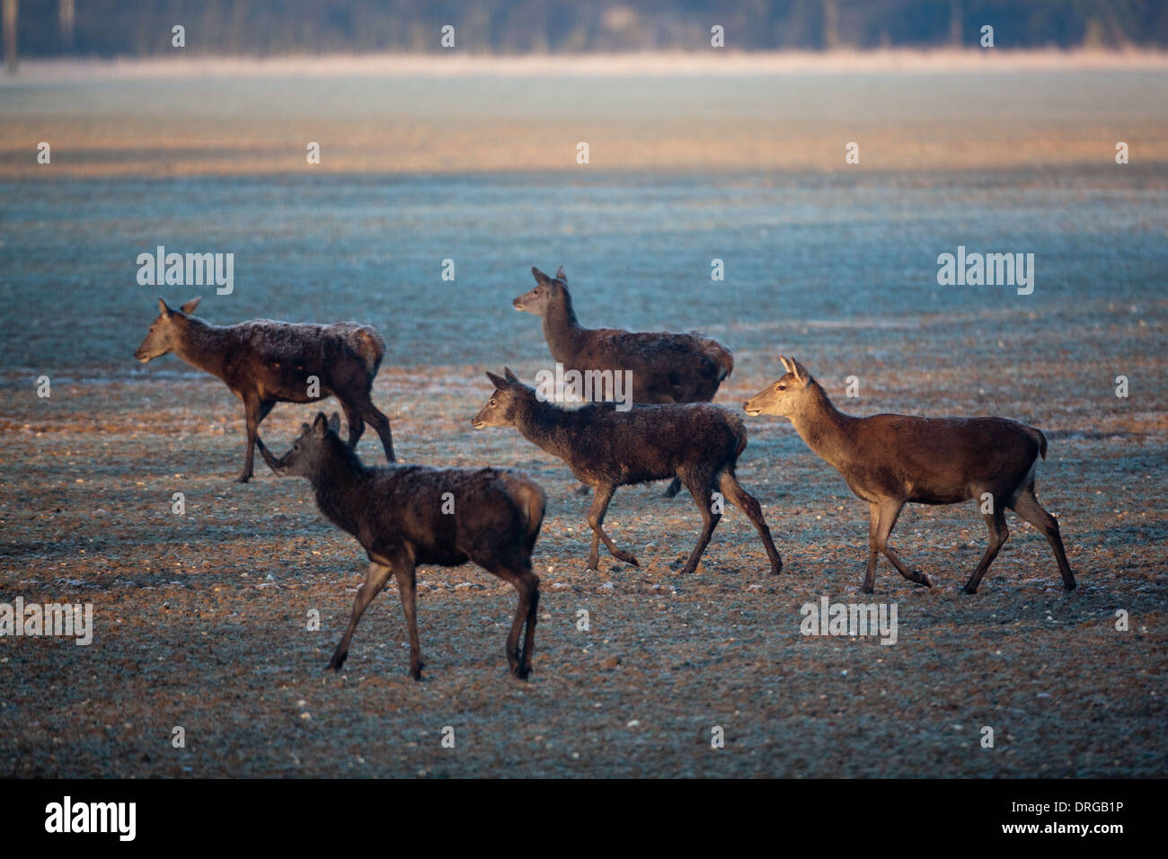 Red Deer (Cervus elaphus). Hungry hinds searching for food in the extreme cold of a hard winter. Ingham, Norfolk. Stock Photo