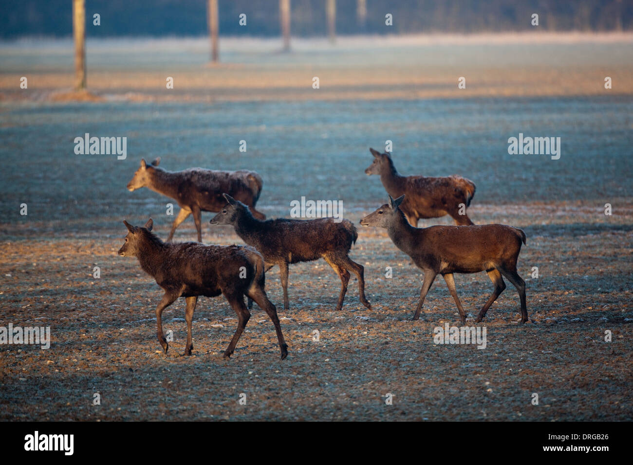 Red Deer (Cervus elaphus). Hungry hinds searching for food in the extreme cold of a hard winter. Ingham, Norfolk. Stock Photo