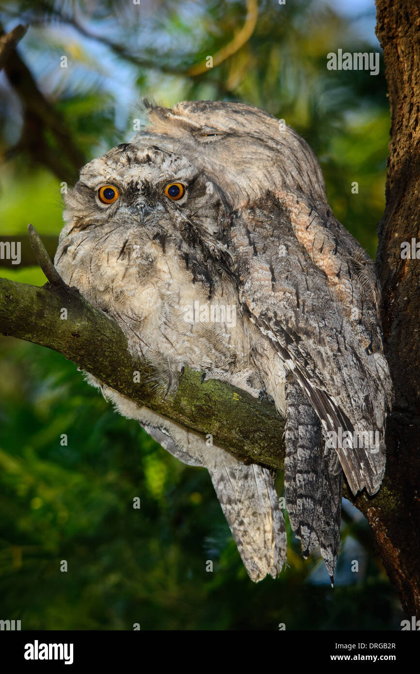 Tawny Frogmouth chick with parent. Stock Photo