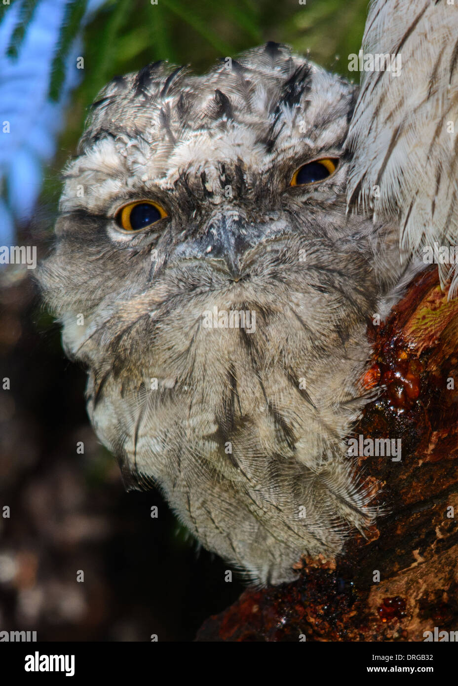 Fledgling Tawny Frogmouth. Stock Photo