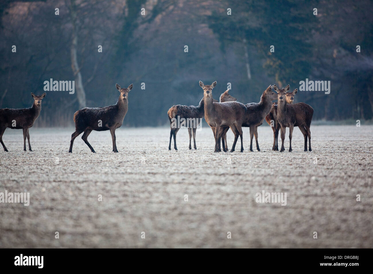 Red Deer (Cervus elaphus). Hungry hinds searching for food in the extreme cold of a late winter. Ingham, Norfolk. Stock Photo
