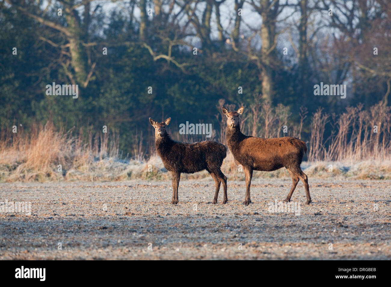 Red Deer (Cervus elaphus). Hungry hind right, with previous seasons well grown male calf left, searching for food. Stock Photo