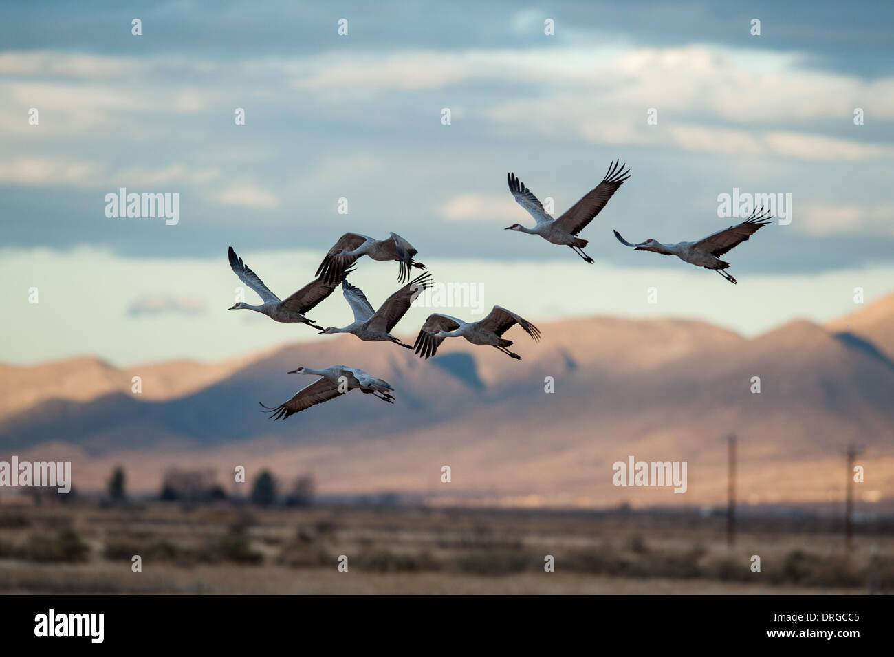 Mcneal, Arizona, USA. 25th Jan, 2014. Sandhill Cranes make their
