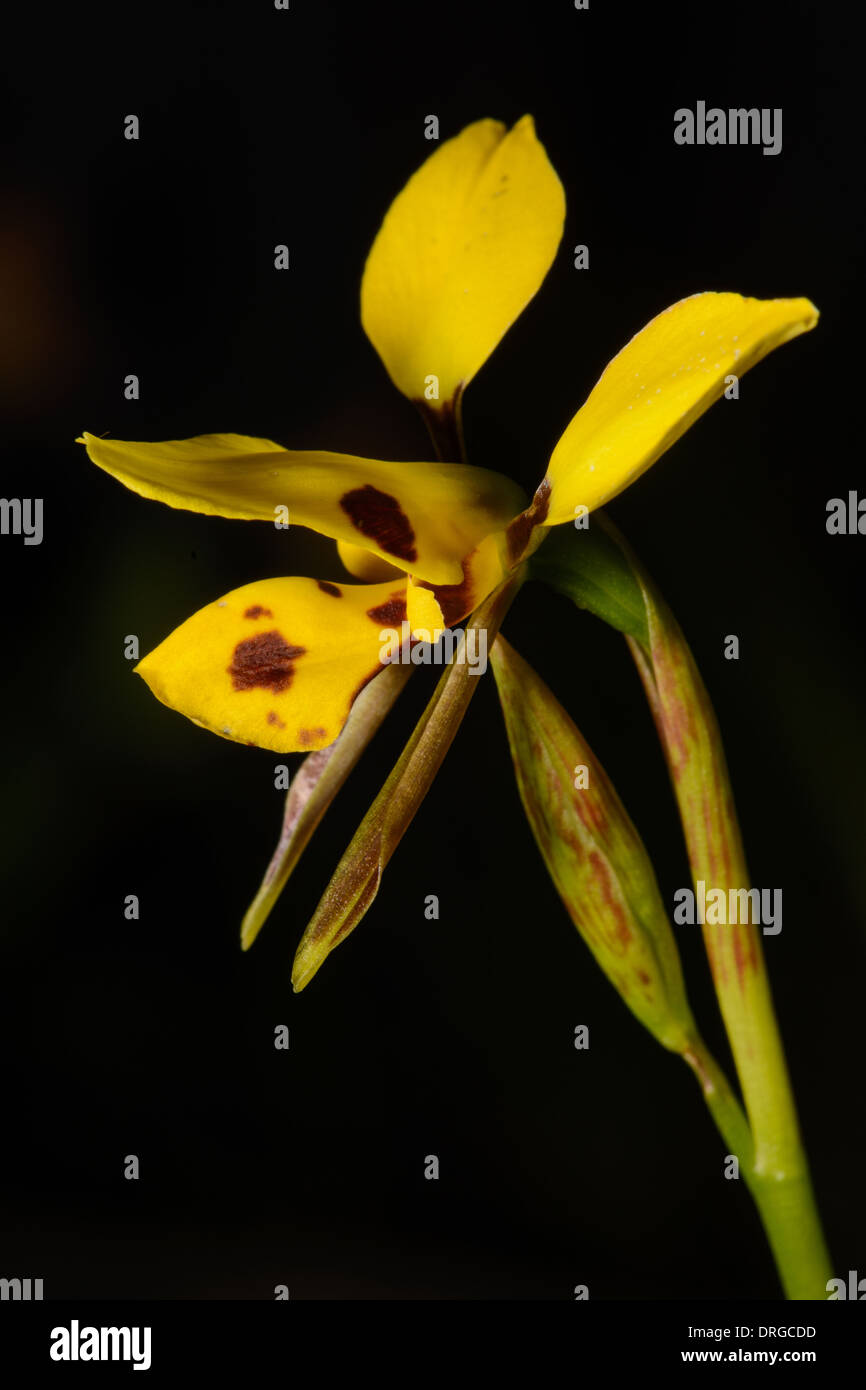 Donkey Orchid. Stock Photo