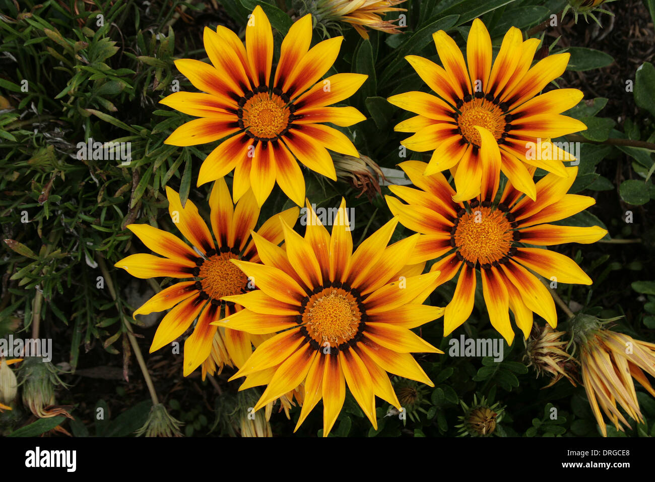 Yellow and brown flowers in a flower bed in Cotacachi, Ecuador Stock Photo