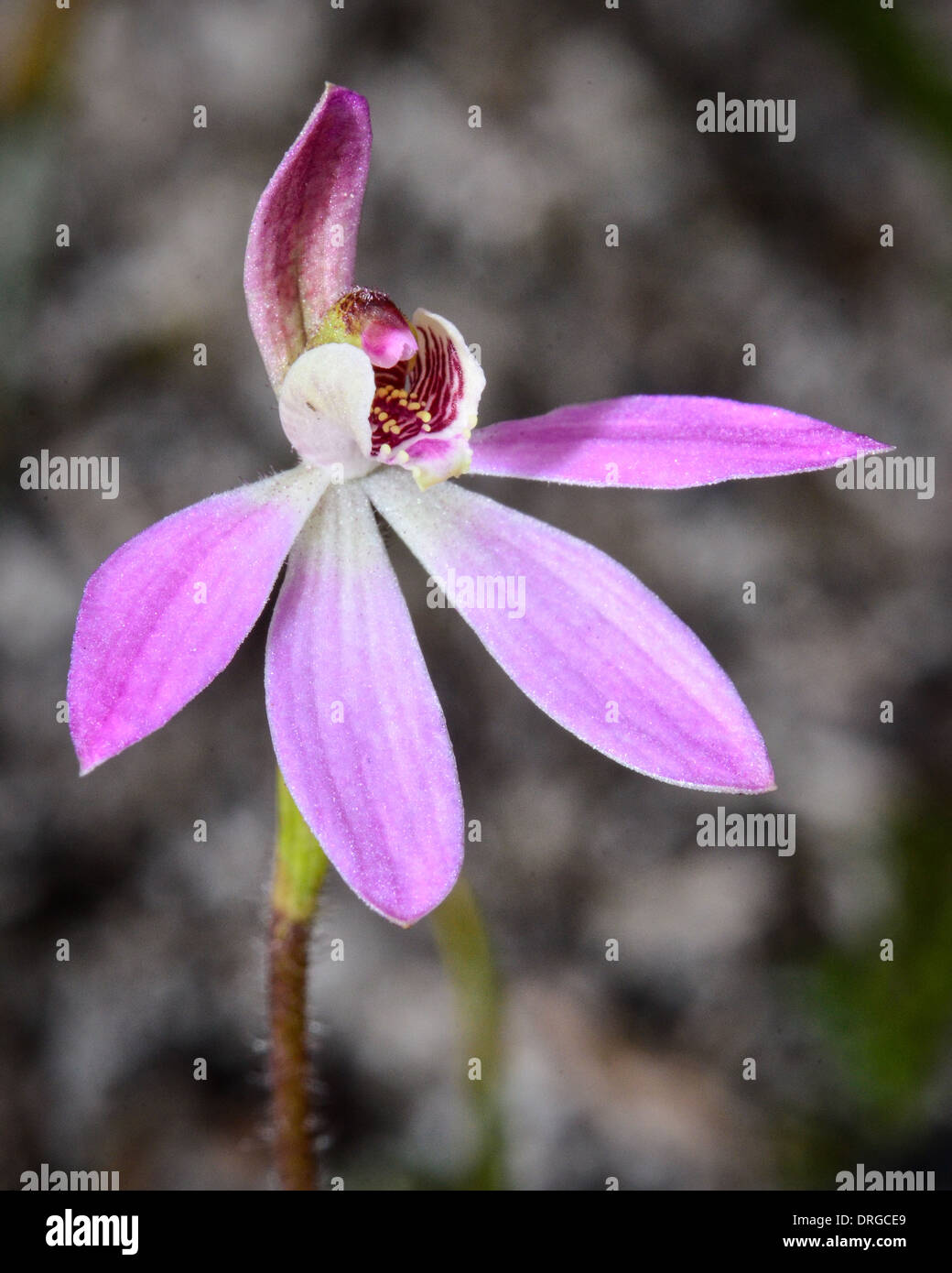 Pink Finger Orchid macro. Stock Photo