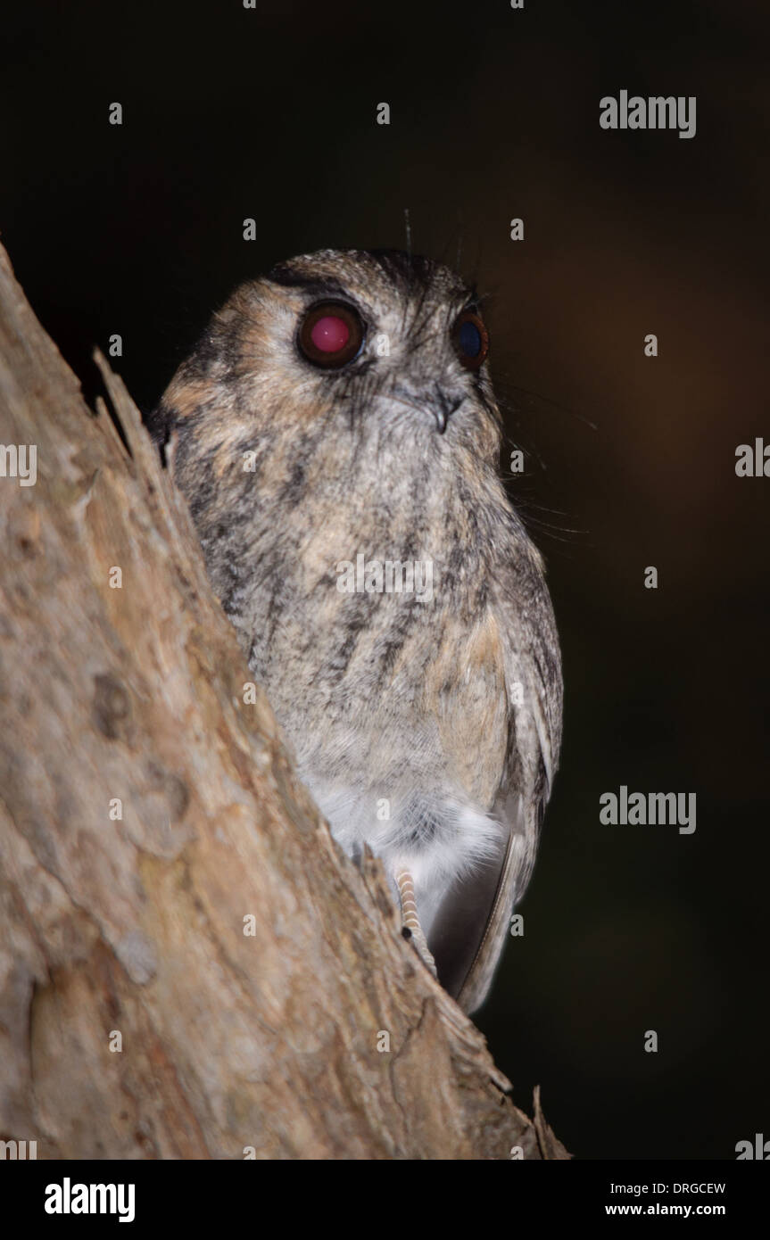Australian Owlet Nightjar portrait. Stock Photo