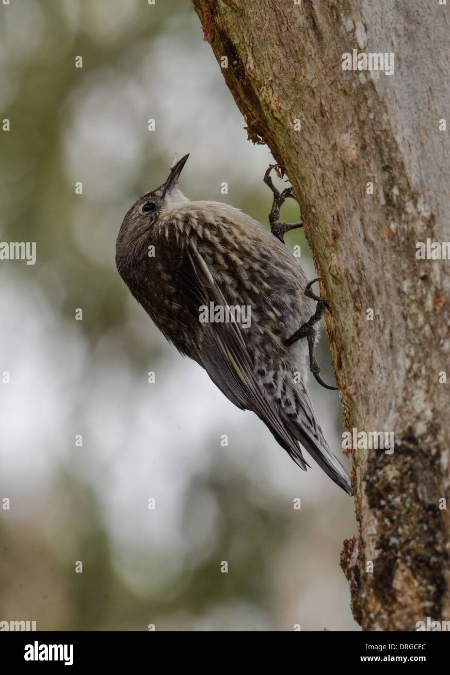 Tree Creeper Climbing Stock Photo Alamy