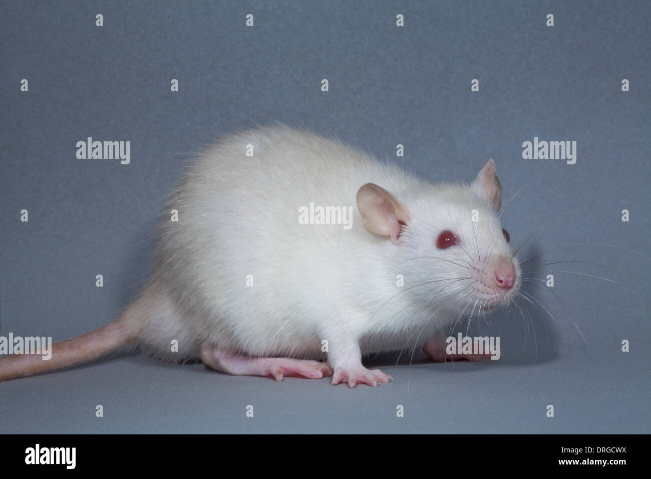 White, albino, Domestic Rat (Rattus norvegicus). Lacking melanin pigmentation, thus eyes for example appear pink or red. Stock Photo