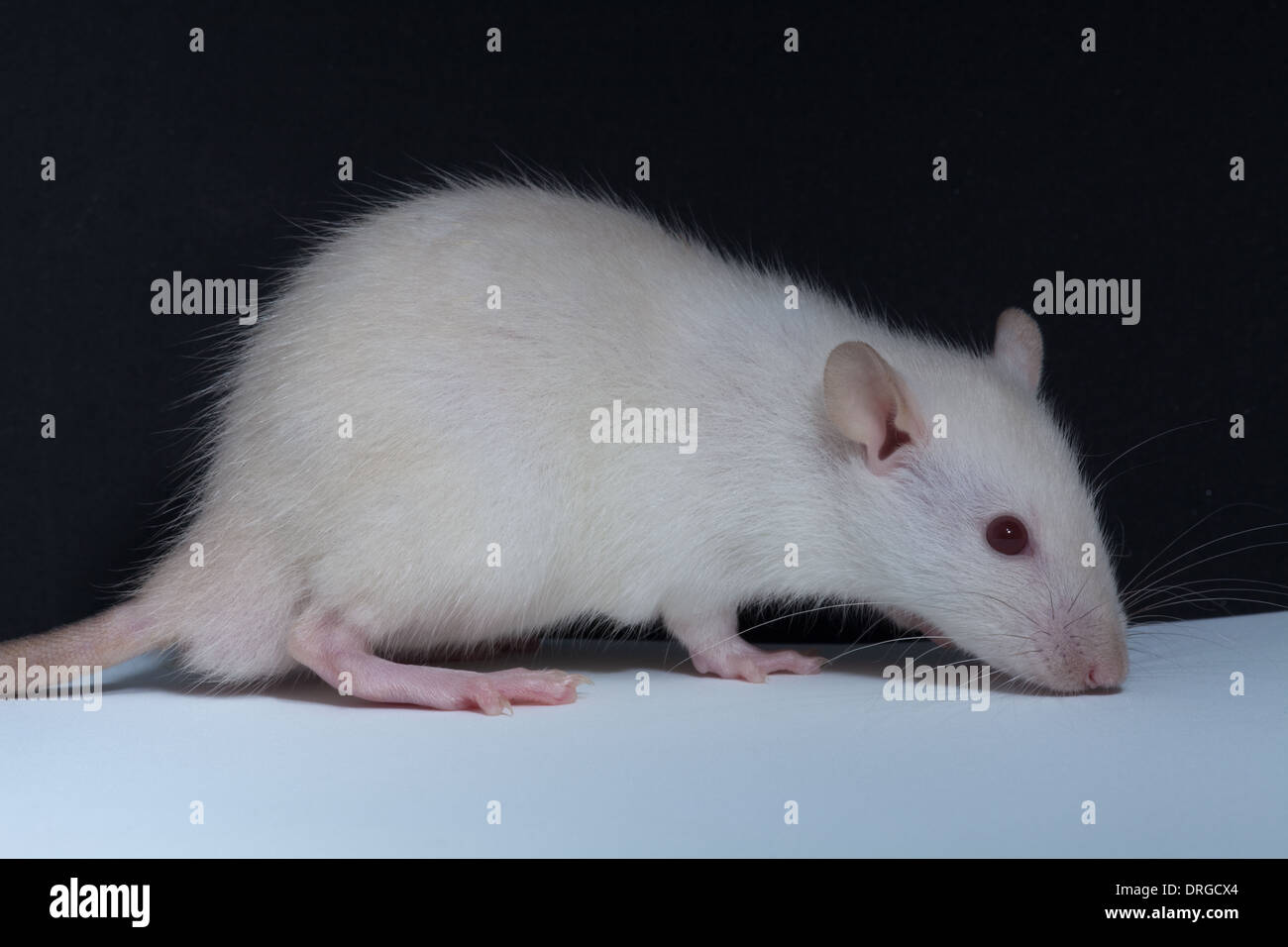 White, albino, Domestic Rat (Rattus norvegicus). Lacking melanin pigmentation, thus eyes for example appear pink or red. Stock Photo