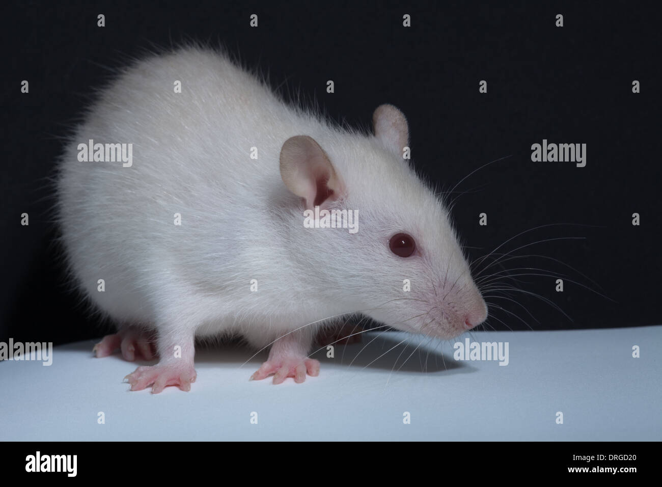 White, albino, Domestic Rat (Rattus norvegicus). Lacking melanin pigmentation, thus eyes for example appear pink or red. Stock Photo