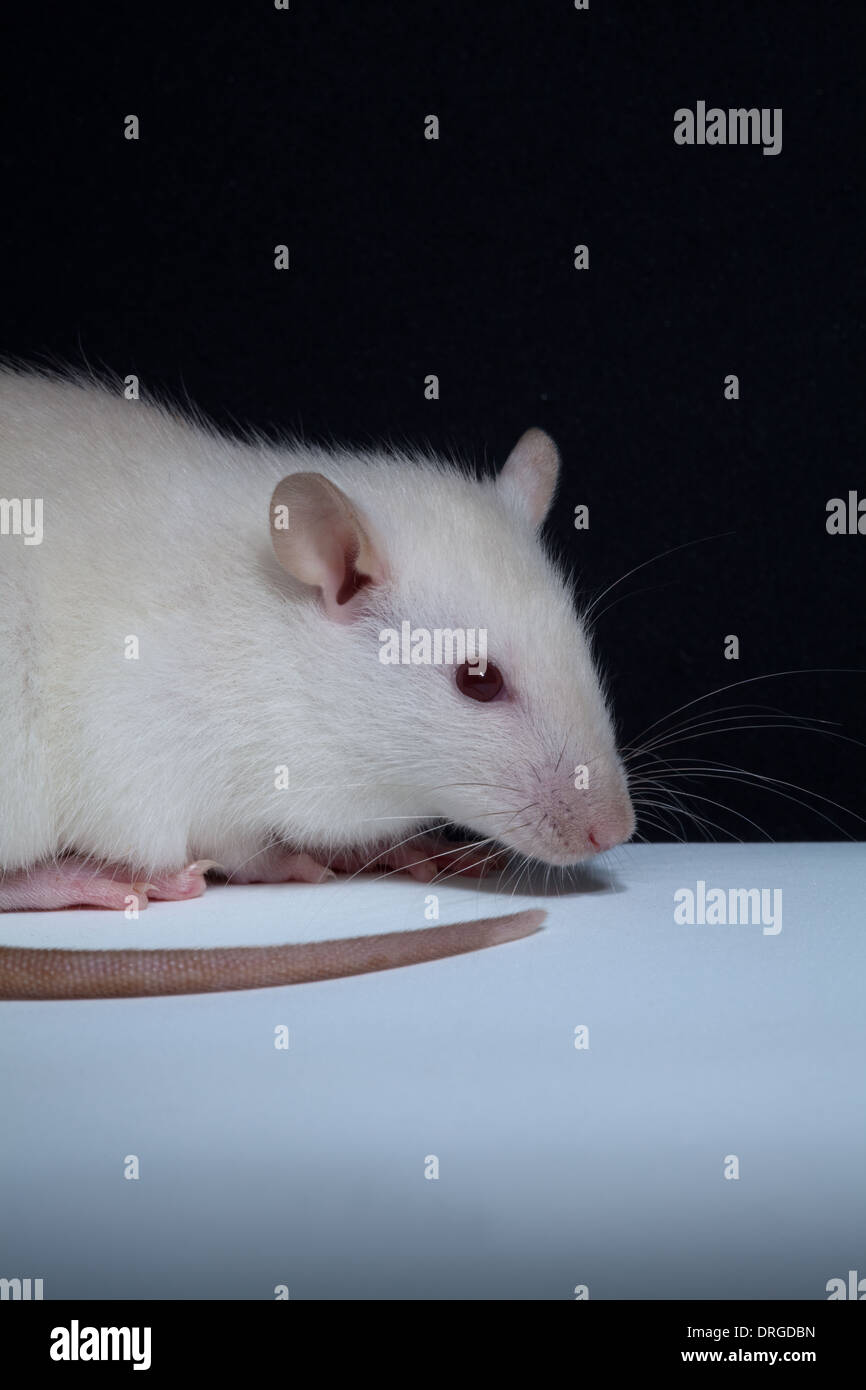Albino white domesticated rats rattus hi-res stock photography and ...