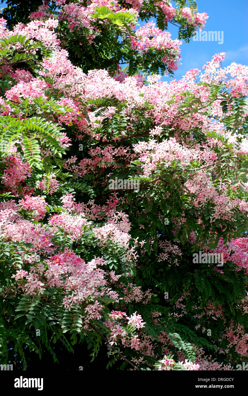Pink shower flower exotic flower of Asia Stock Photo Alamy