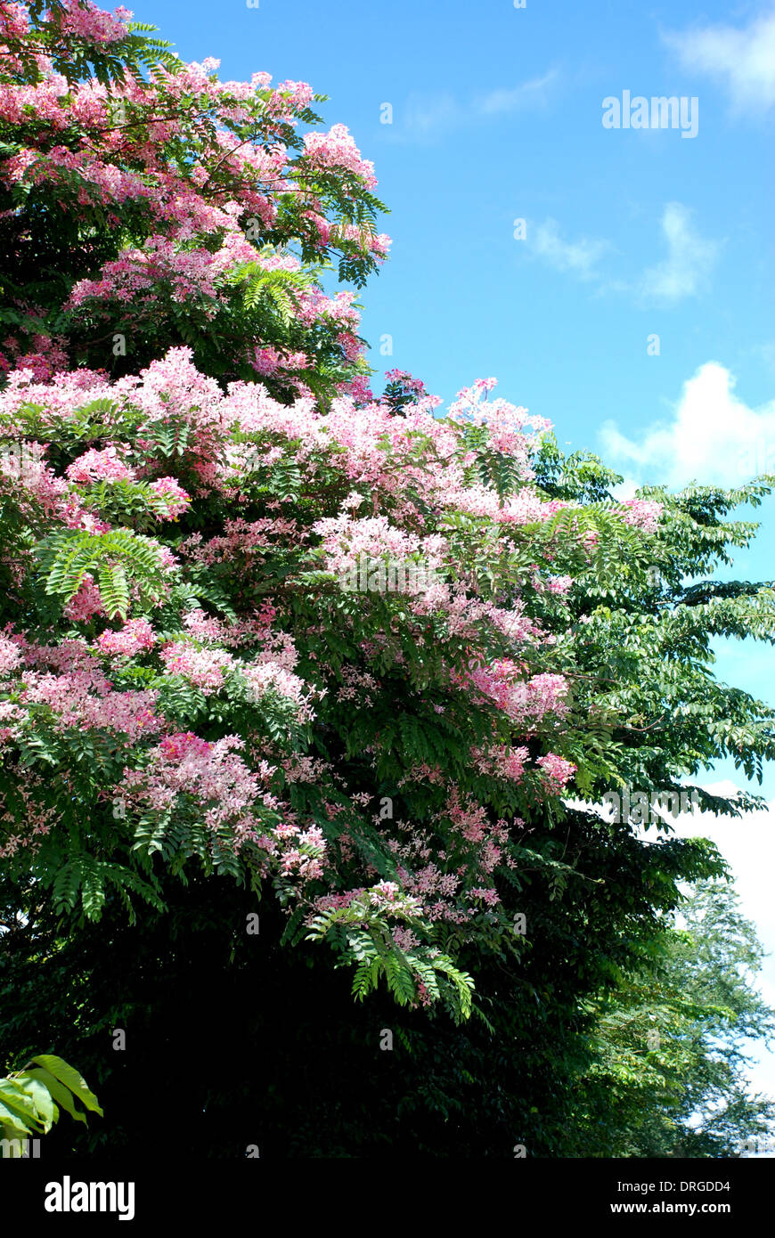 Pink shower flower exotic flower of Asia Stock Photo Alamy