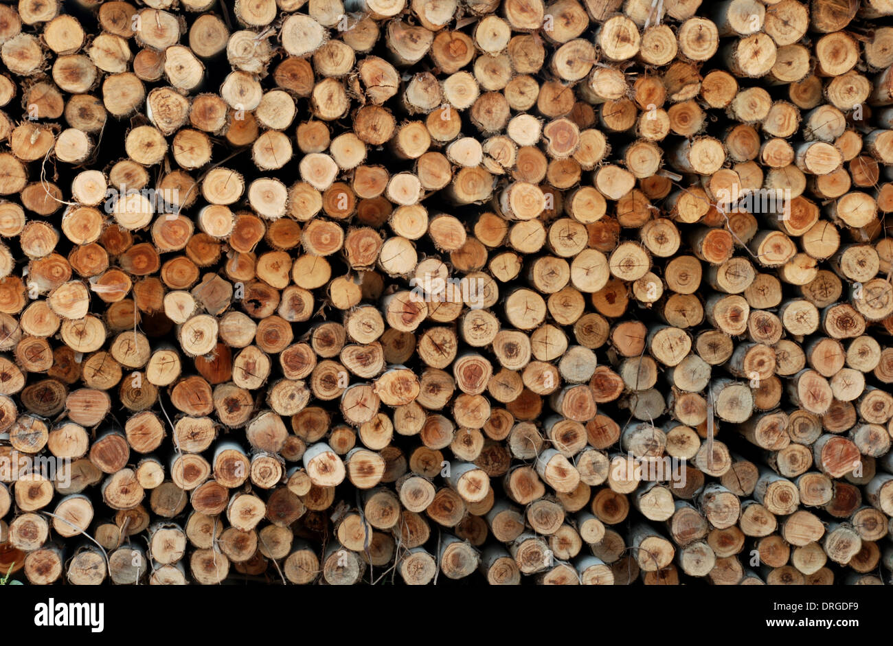 Timber of Eucalyptus tree for build the house Stock Photo - Alamy