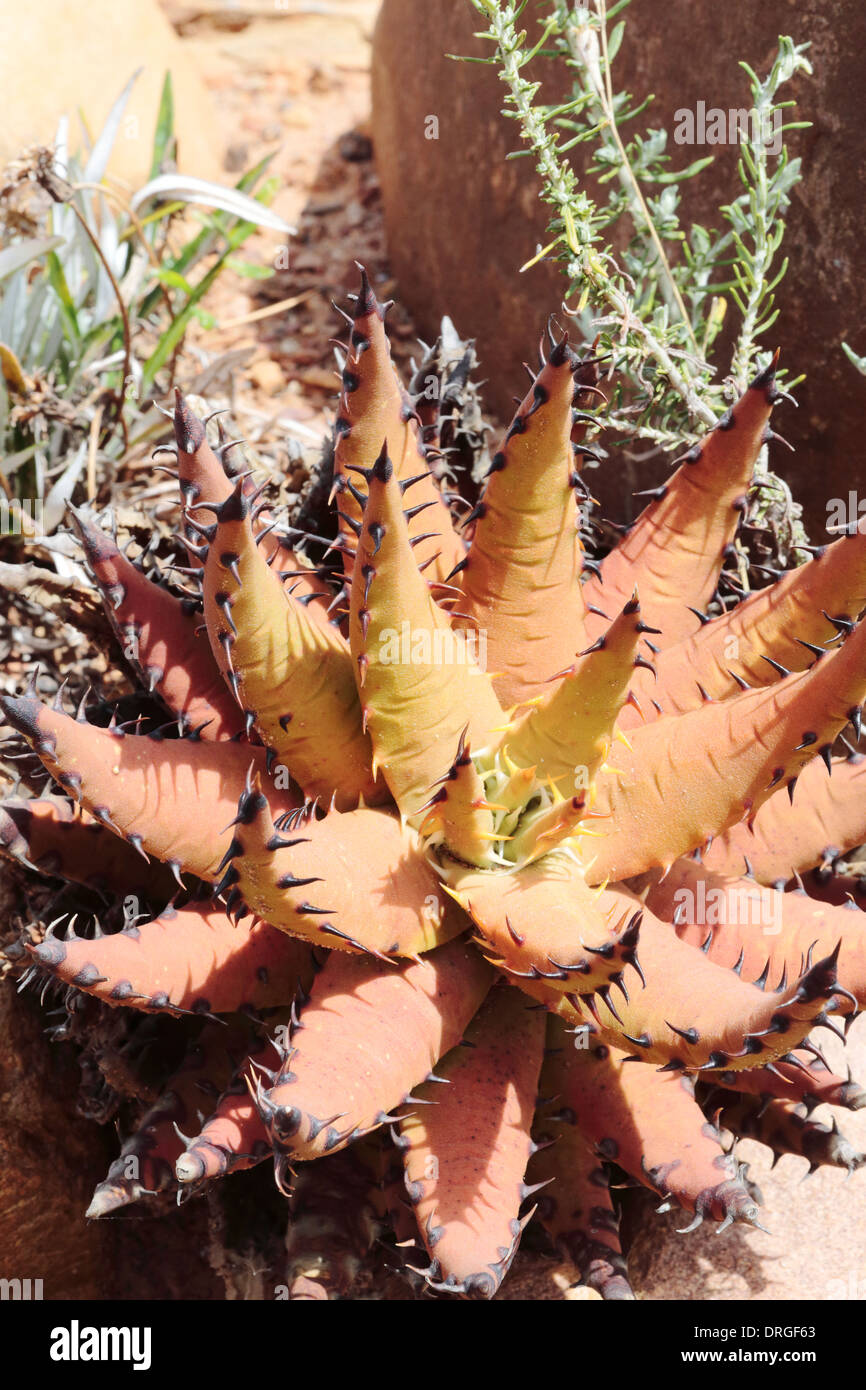 Aloe melanacantha (Black thorn aloe Stock Photo - Alamy