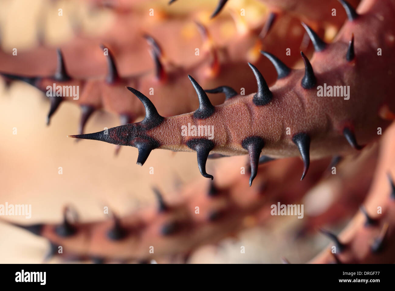 Aloe melanacantha (Black thorn aloe Stock Photo - Alamy
