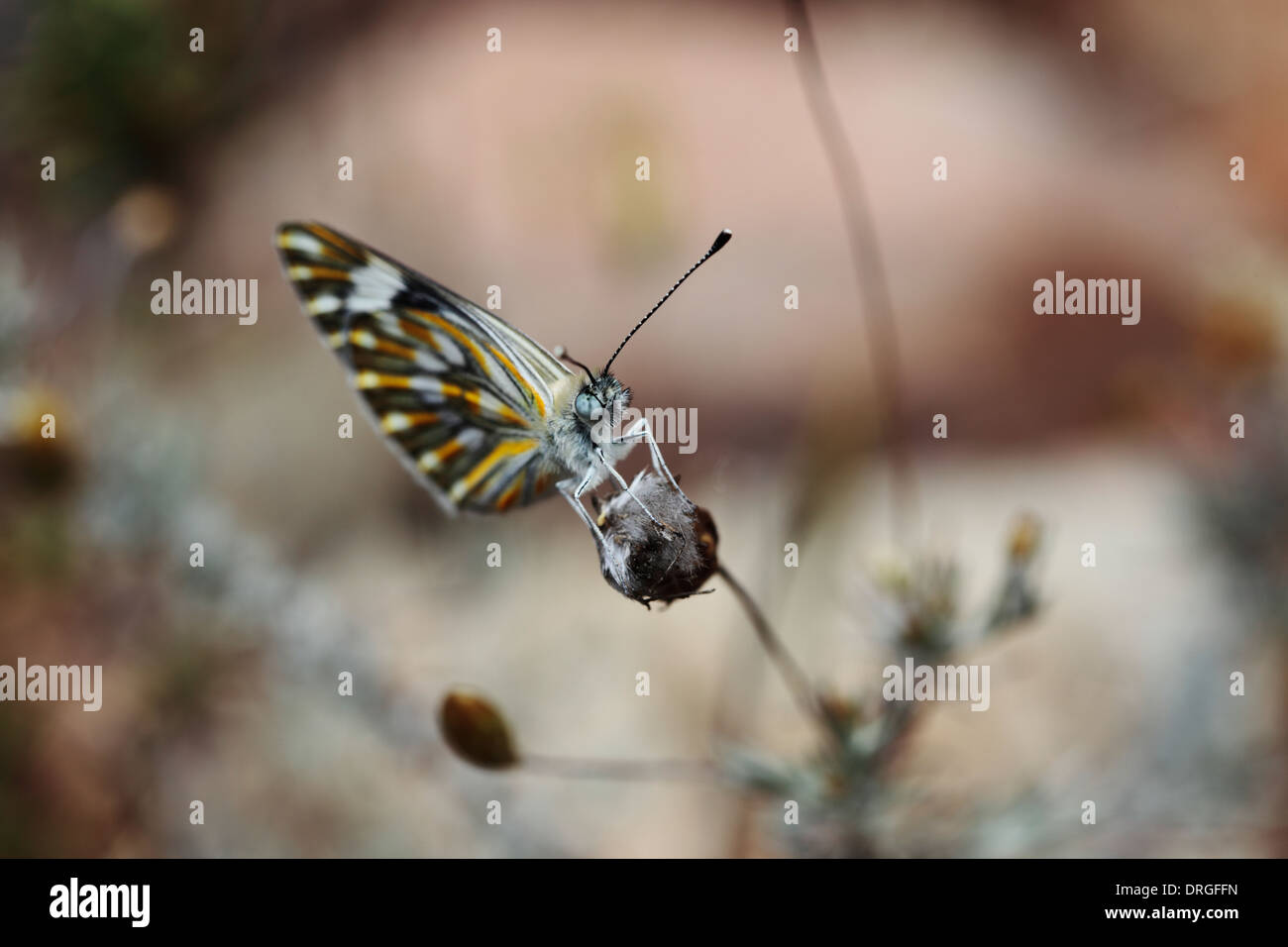 Macro image of a butterfly perched on a flower head in Montagu, Western Cape Province, South Africa Stock Photo
