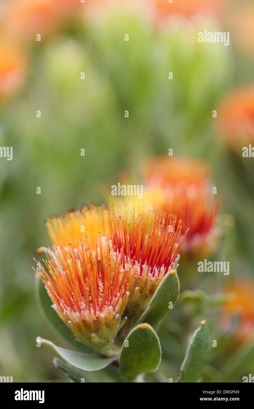 Leucospermum cordifolium ‘high gold’ 1 live plant