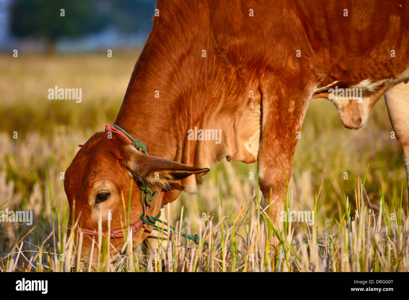 brown cow eating grass on a rice field in countryside of thailand Stock