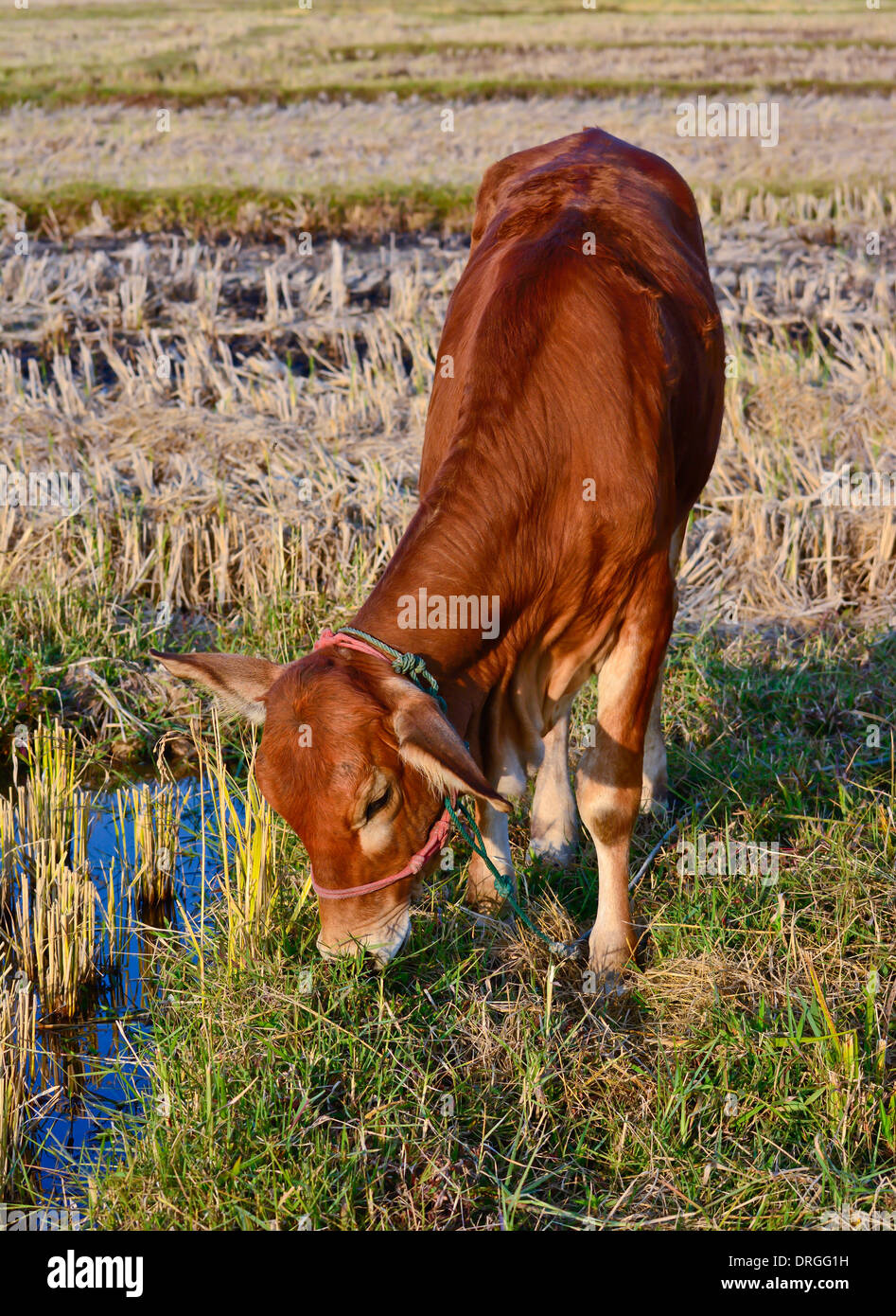 Rice Farming Cow Hi Res Stock Photography And Images Alamy