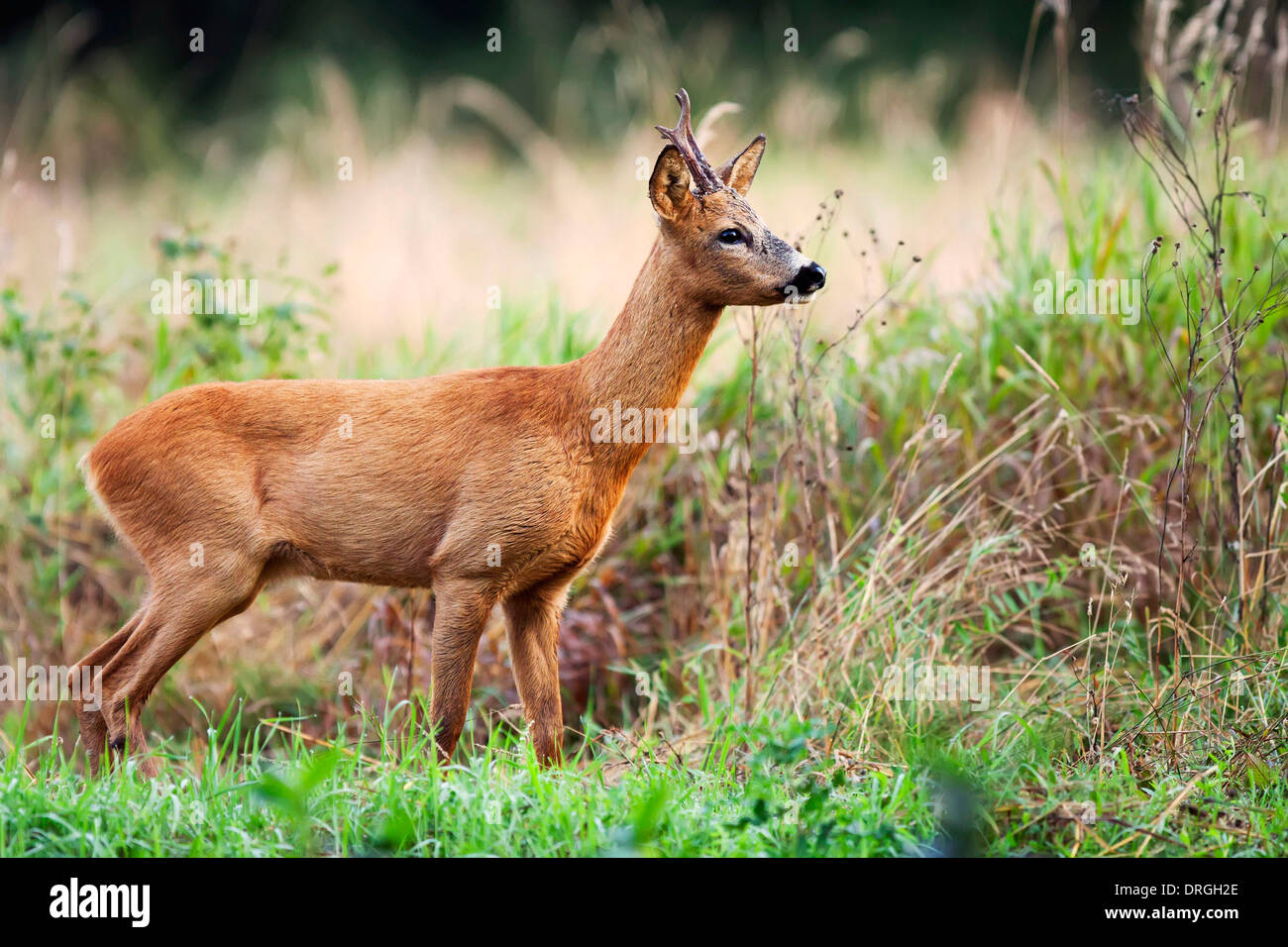 Buck deer in the wild Stock Photo