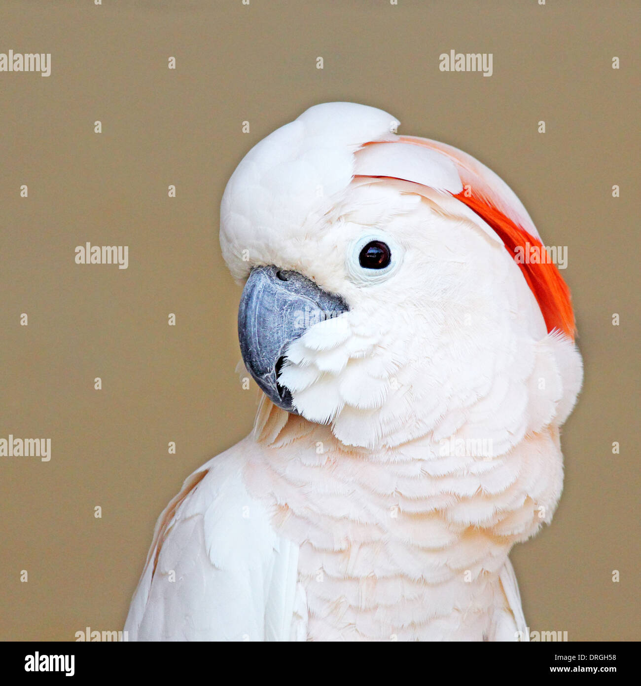 Portrait of a Moluccan Cockatoo (Cacatua moluccensis), or Salmon-crested Cockatoo, with uniform brown background Stock Photo