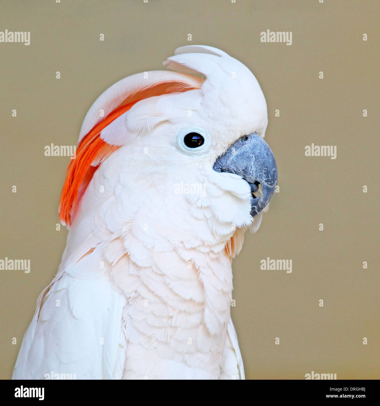 Portrait of a Moluccan Cockatoo (Cacatua moluccensis), or Salmon-crested Cockatoo, with uniform brown background Stock Photo
