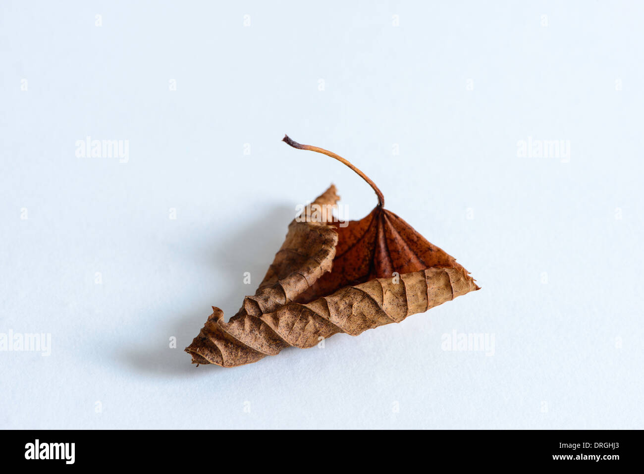 Single dead leaf, curled at the edges on a white background. Stock Photo