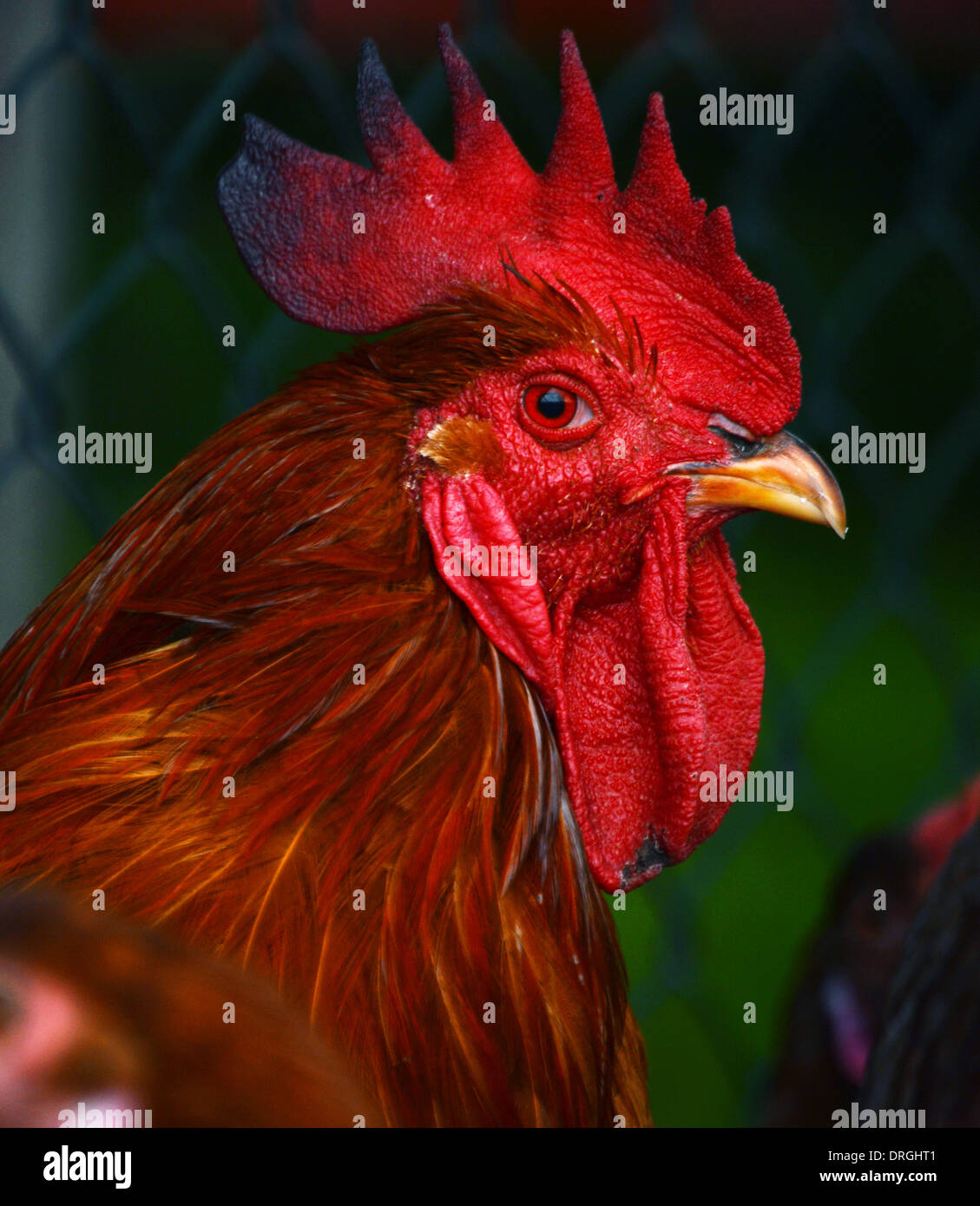 Rooster on traditional free range poultry farm Stock Photo Alamy