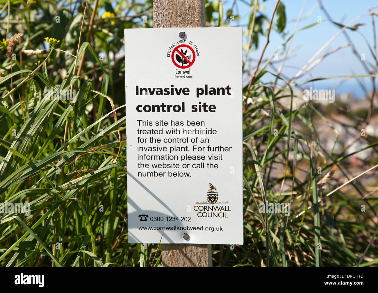 A Knotweed invasive plant control site in Cornwall, U.K. Stock Photo