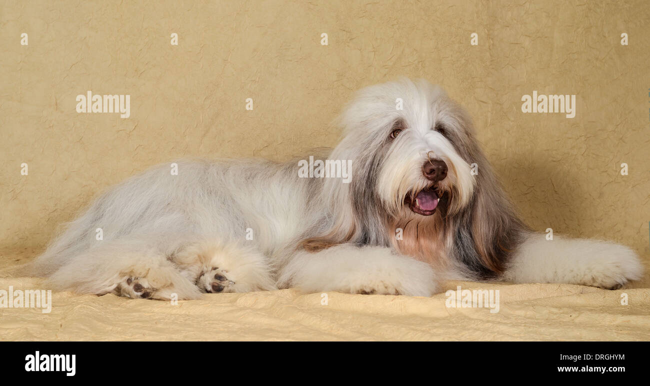 Bearded sheepdog hi-res stock photography and images - Alamy