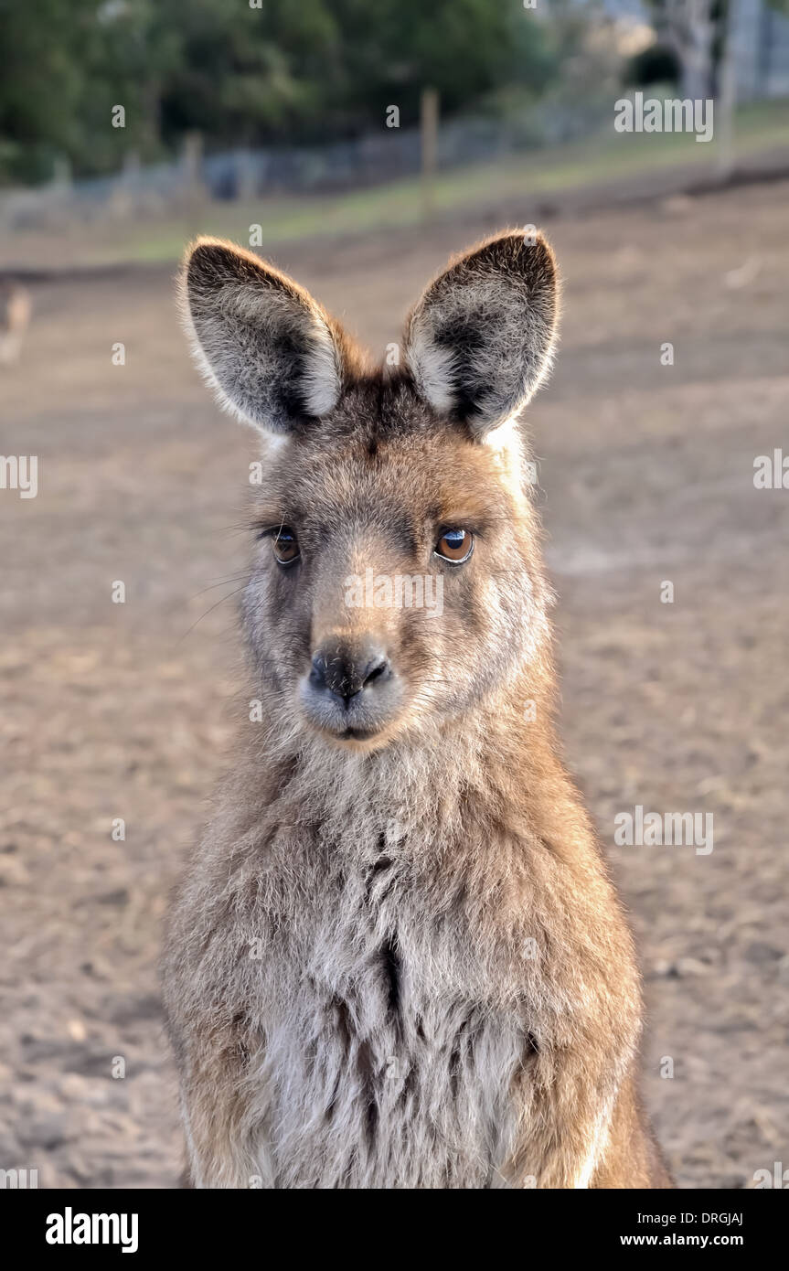Brown kangaroo hires stock photography and images Alamy