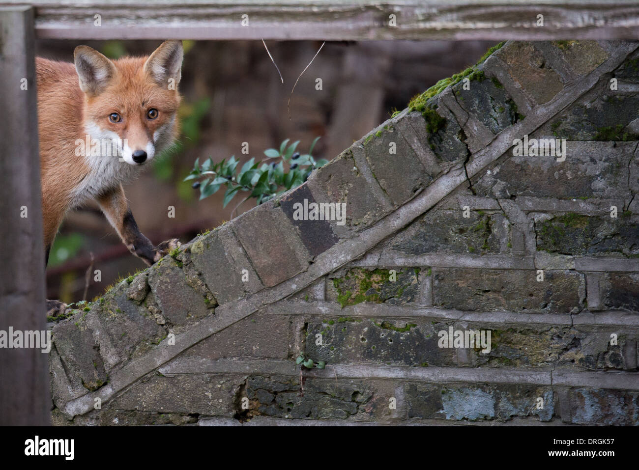 Framed urban fox, London Stock Photo