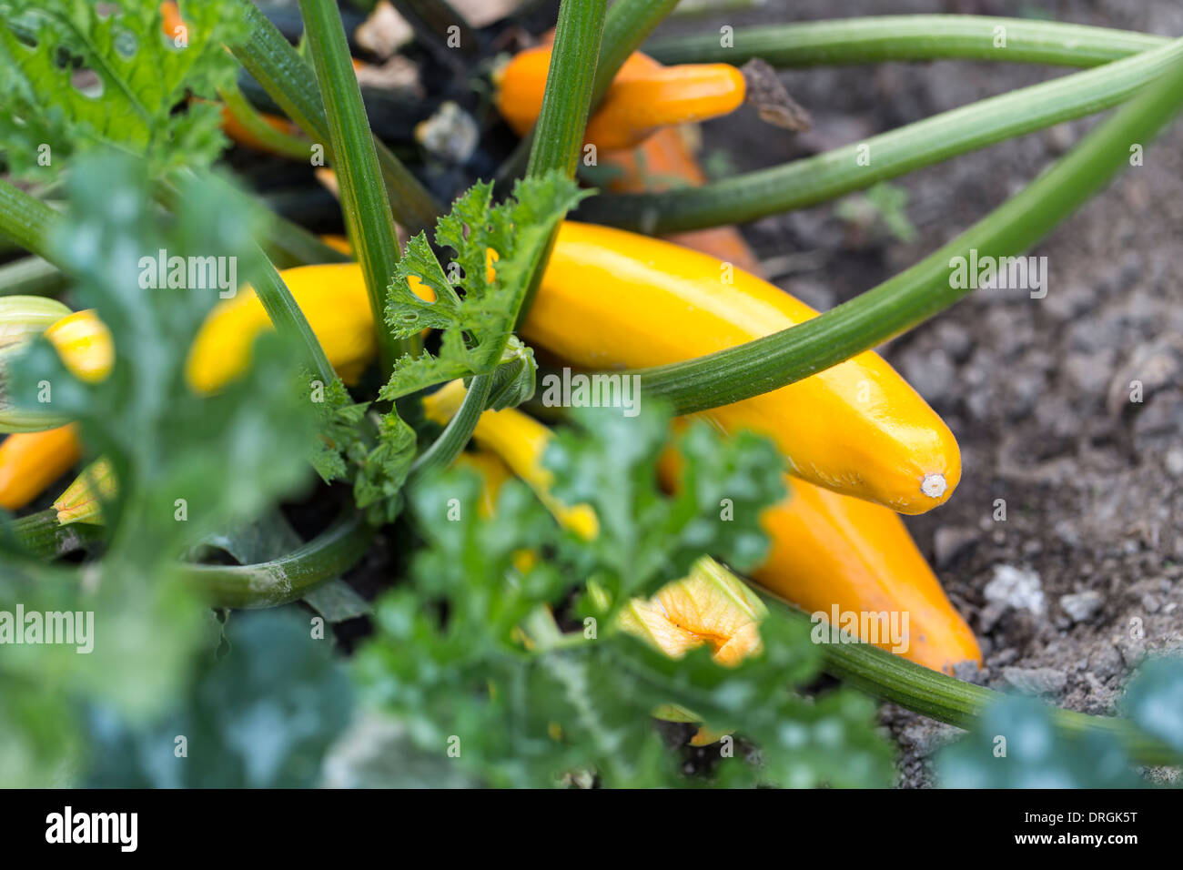 Yellow zucchini in the garden bed just before harvest Stock Photo