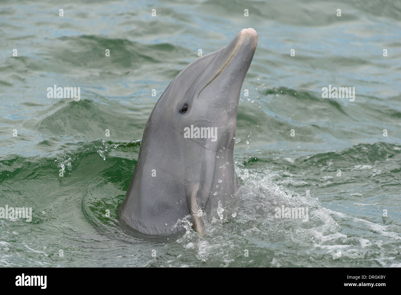 Delfin, Delphinus delphis, Dolphin Stock Photo