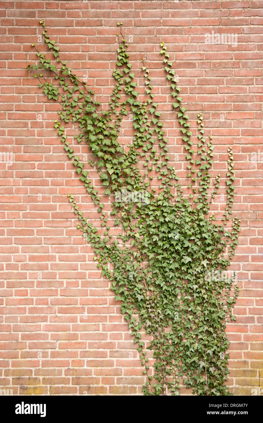 Green Hedera climbing on brick wall Stock Photo